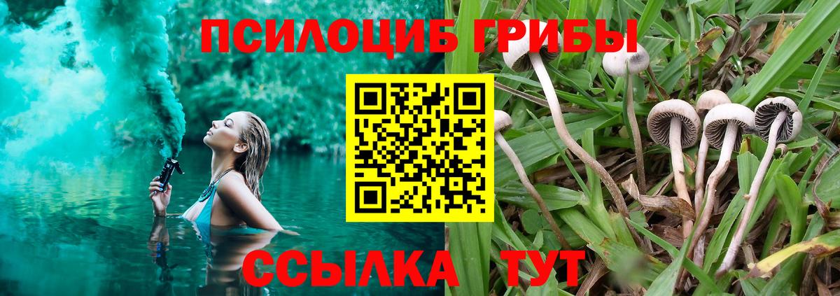 Курганинск  наркота  Вход с VPN  Галлюциногенные грибы Psilocybine cubensis 